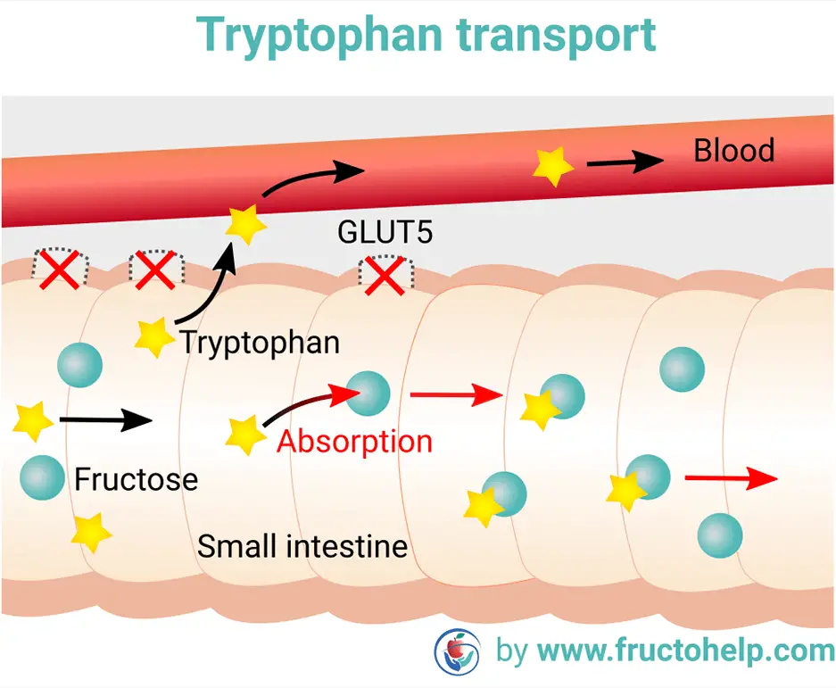 FructoHelp - Tryptophan Transport in case of Fructose Malabsorption - Fructose Malabsorption (Dietary Fructose Intolerance) and Depression - www.fructohelp.com