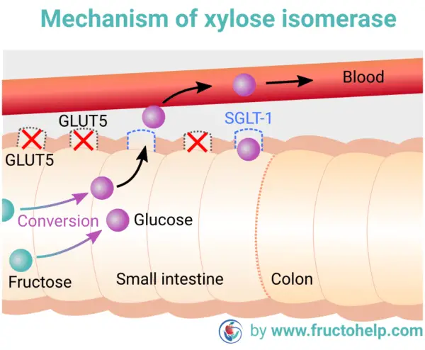 FructoHelp - Fructose Malabsorption Medication with Xylose Isomerase Supplement (Dietary Fructose Intolerance) - www.fructohelp.com